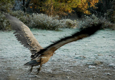 Ένα αρπακτικό ανοίγει τα φτερά του - I. Κάντας/WWF Ελλάς