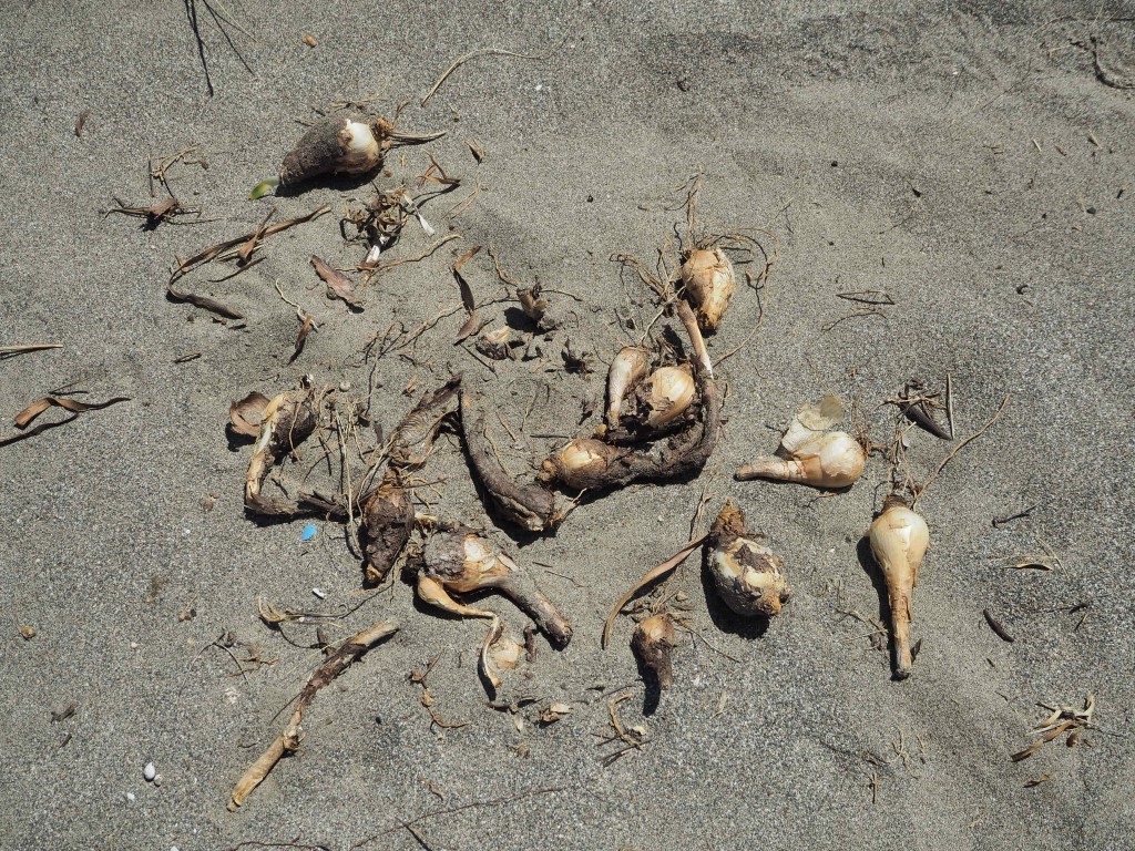 Βολβοί από κρίνα της θάλασσας (Pancratium maritimum), WWF Ελλάς / Θ. Γιαννακάκης