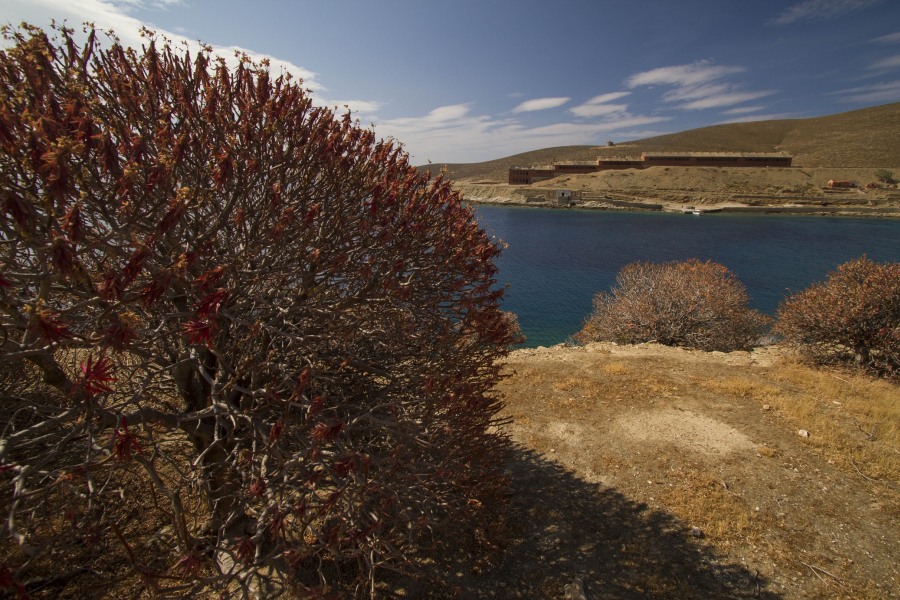 Euphorbia dendroides το καλοκαίρι/WWF Ελλάς Andrea Bonetti