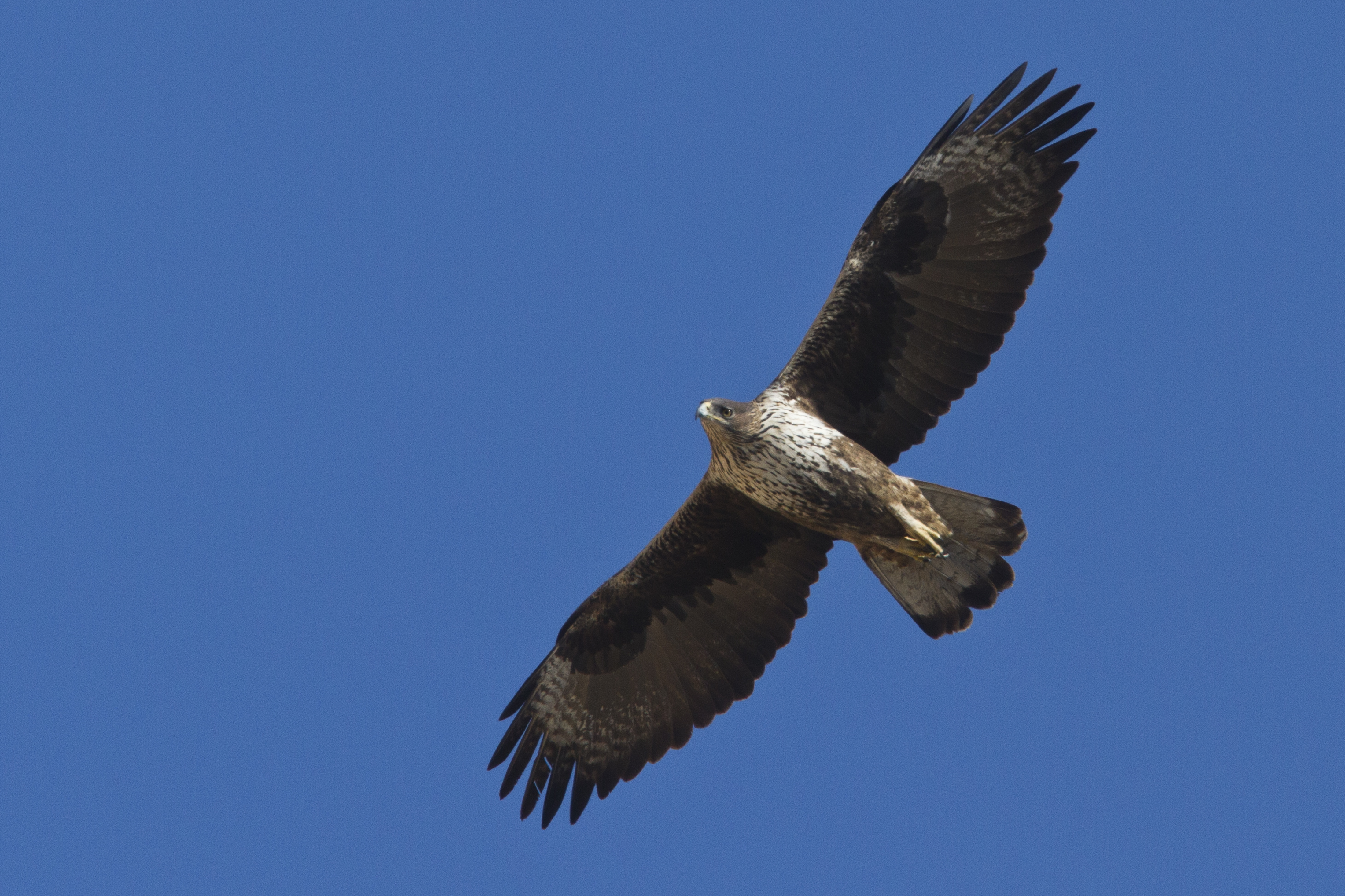 Hieraaetus fasciatus - Bonelli's Eagle - Σπιζαετός