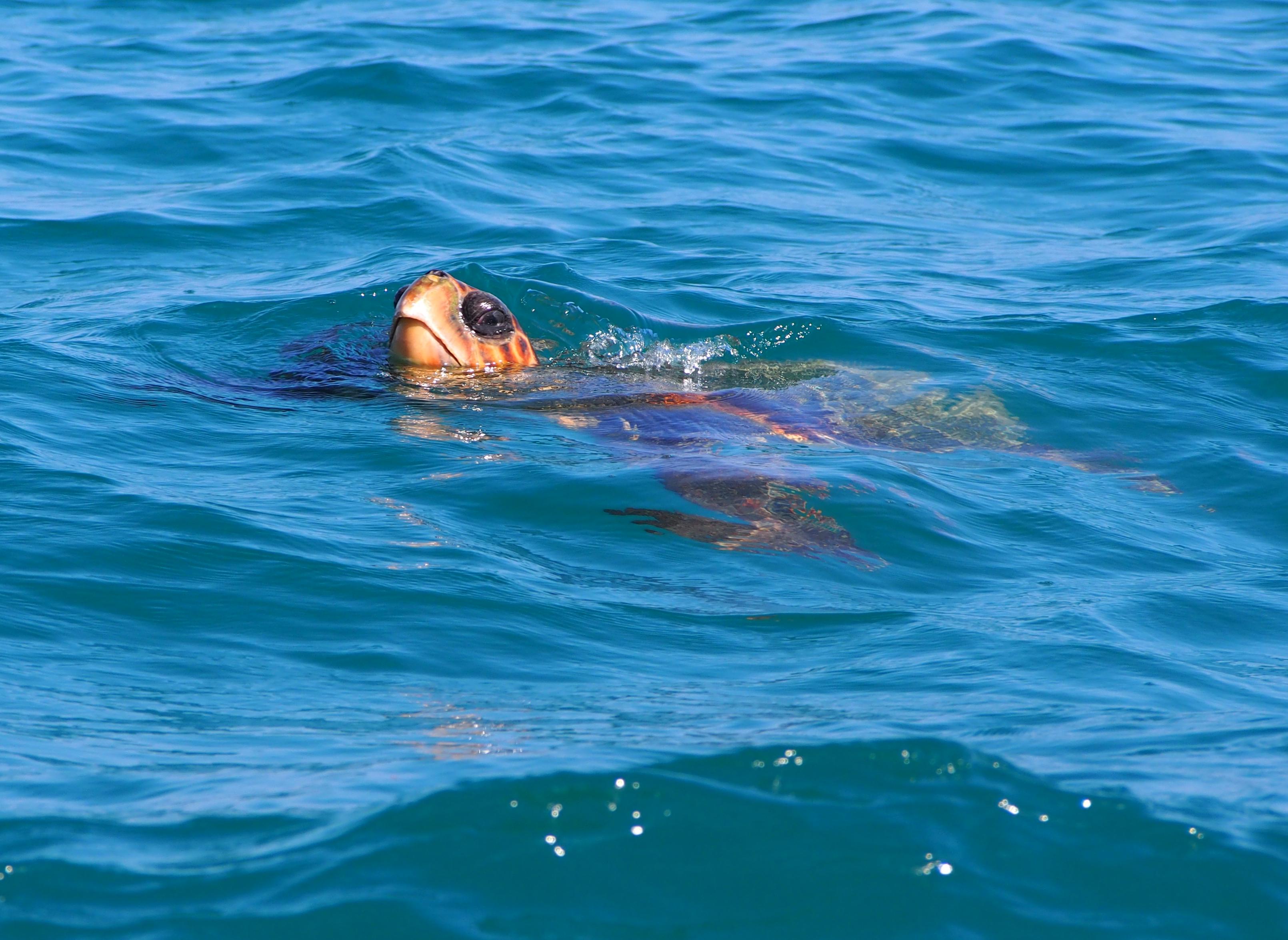 ©Χαρίκλεια Μινώτου/WWF Ελλάς